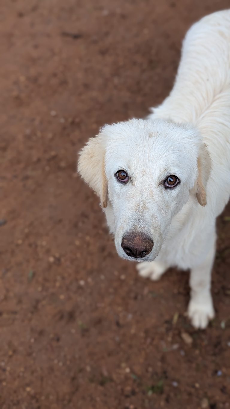 Biggie - Vermittlungshund