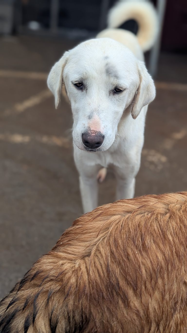 Noodles - Vermittlungshund