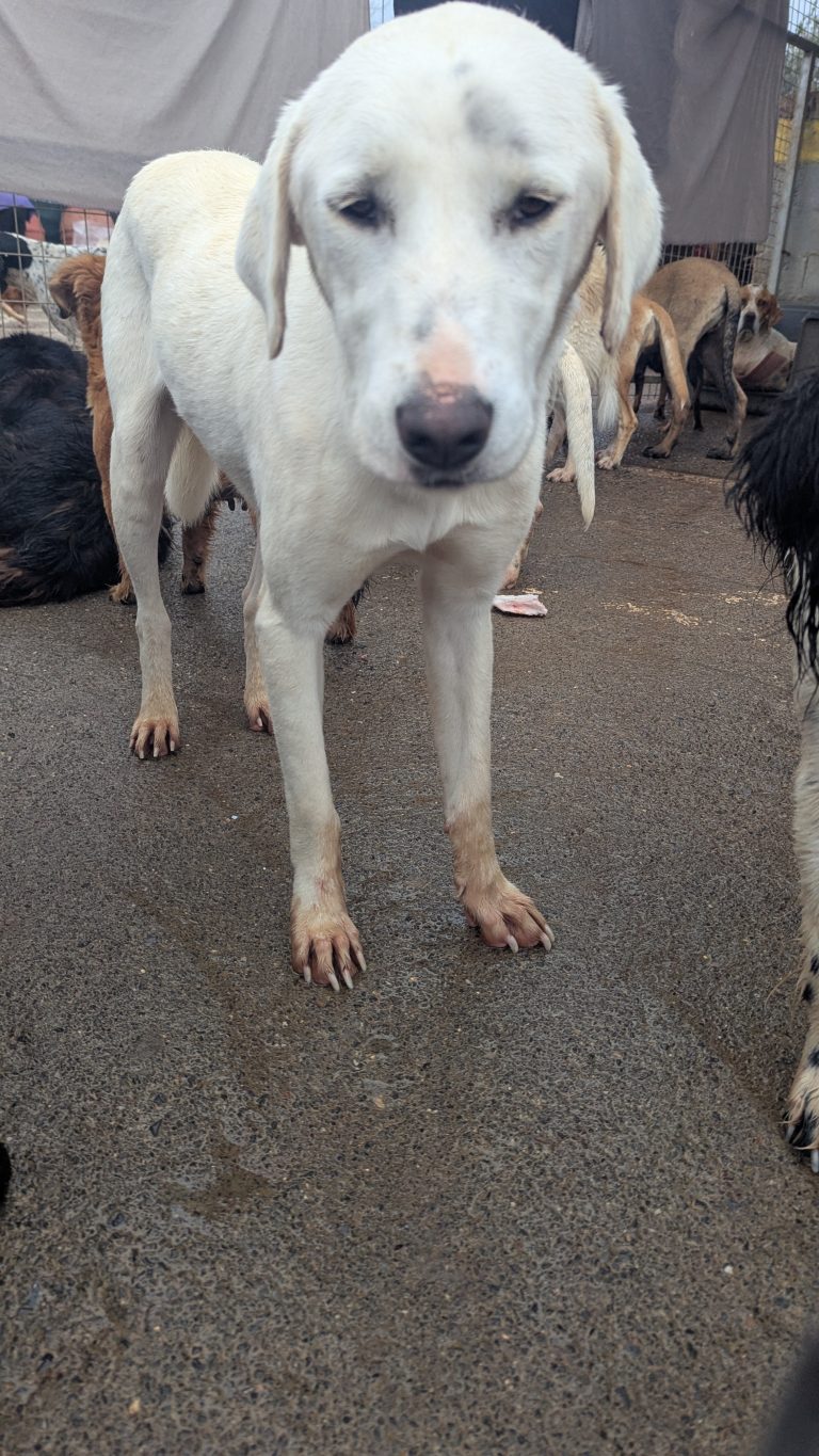 Noodles - Vermittlungshund