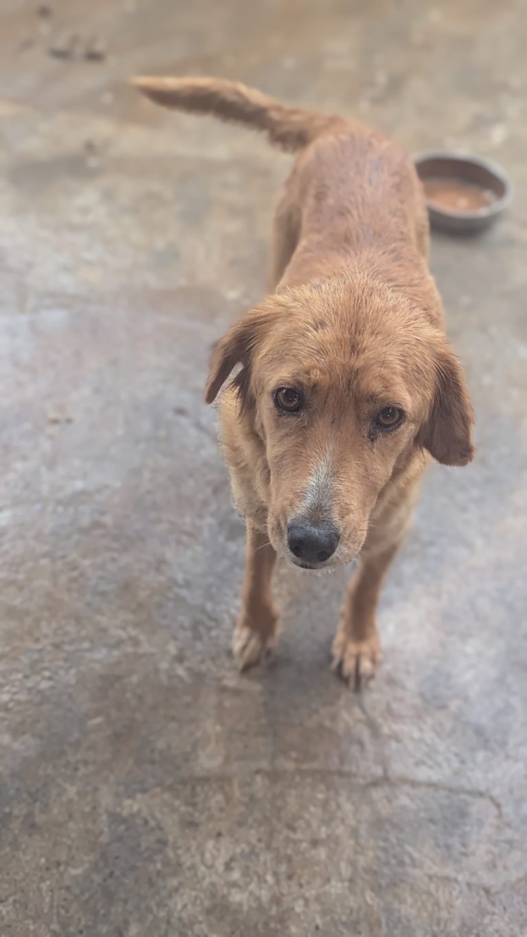 Milana - Vermittlungshund