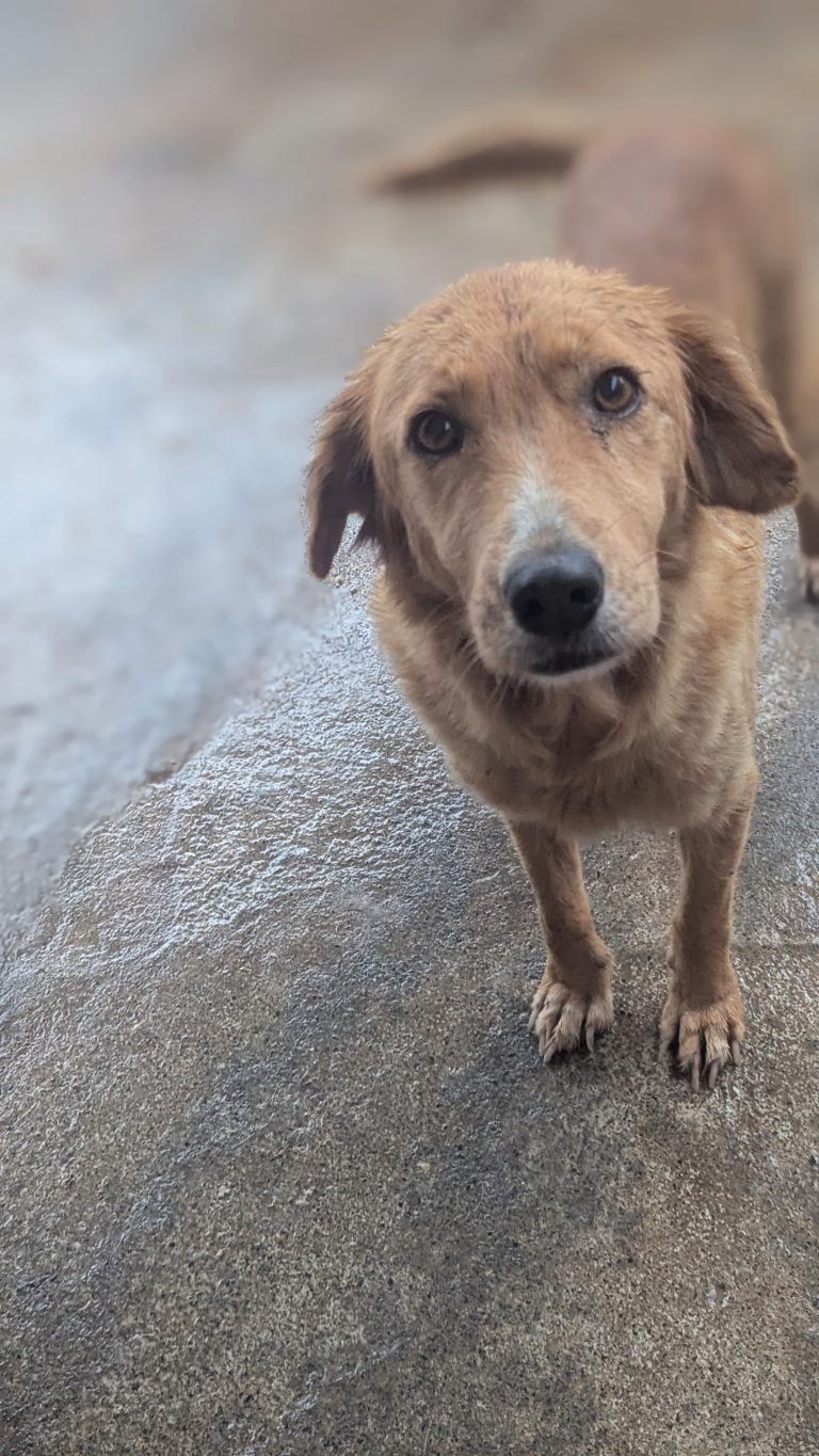 Milana - Vermittlungshund