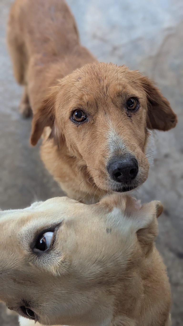 Milana - Vermittlungshund