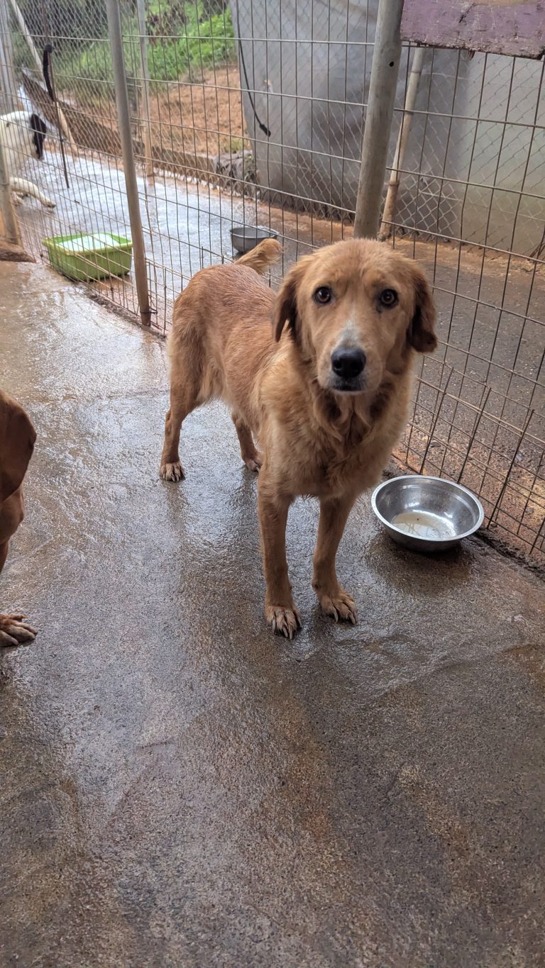 Milana - Vermittlungshund