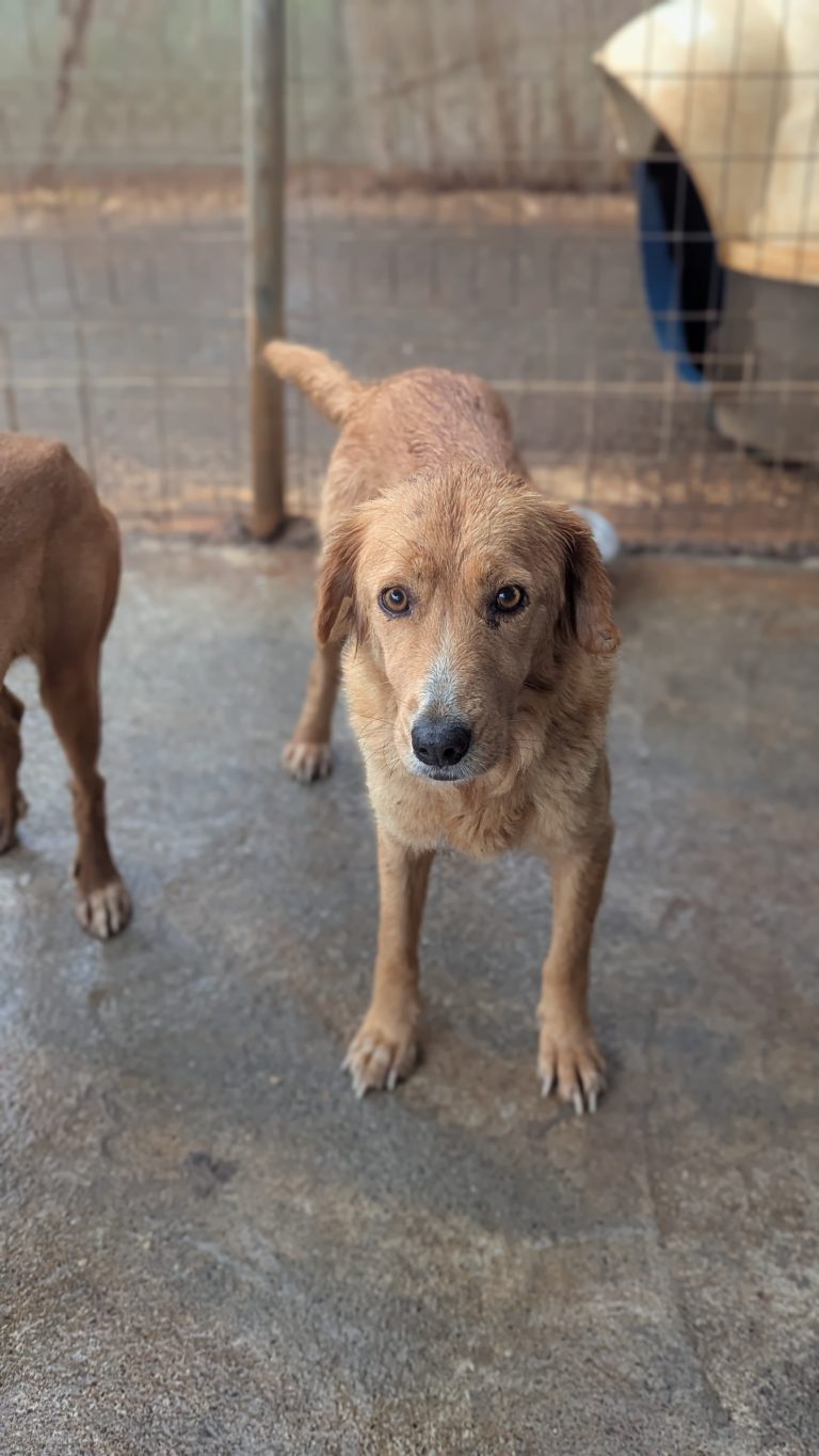 Milana - Vermittlungshund