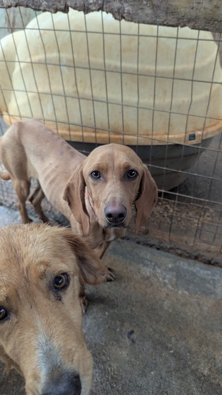 Sparkel - Vermittlungshund