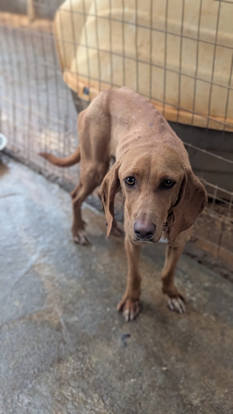 Sparkel - Vermittlungshund