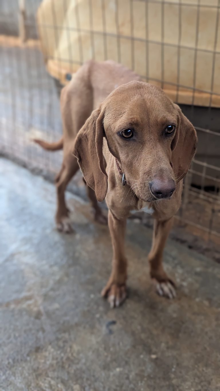 Sparkel - Vermittlungshund