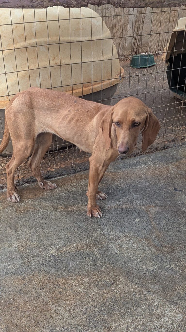 Sparkel - Vermittlungshund