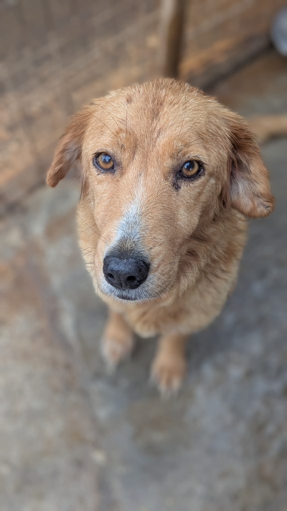 Milana - Vermittlungshund