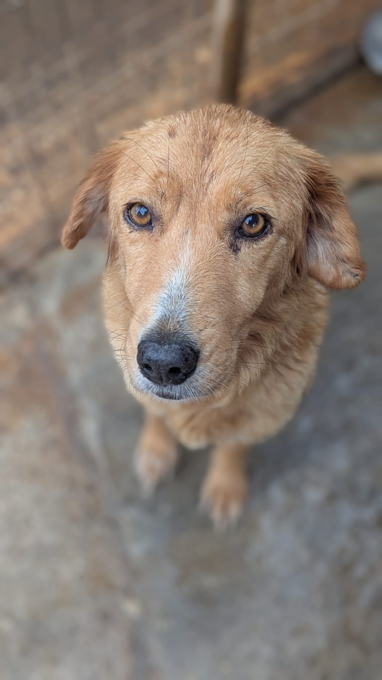 Milana - Vermittlungshund