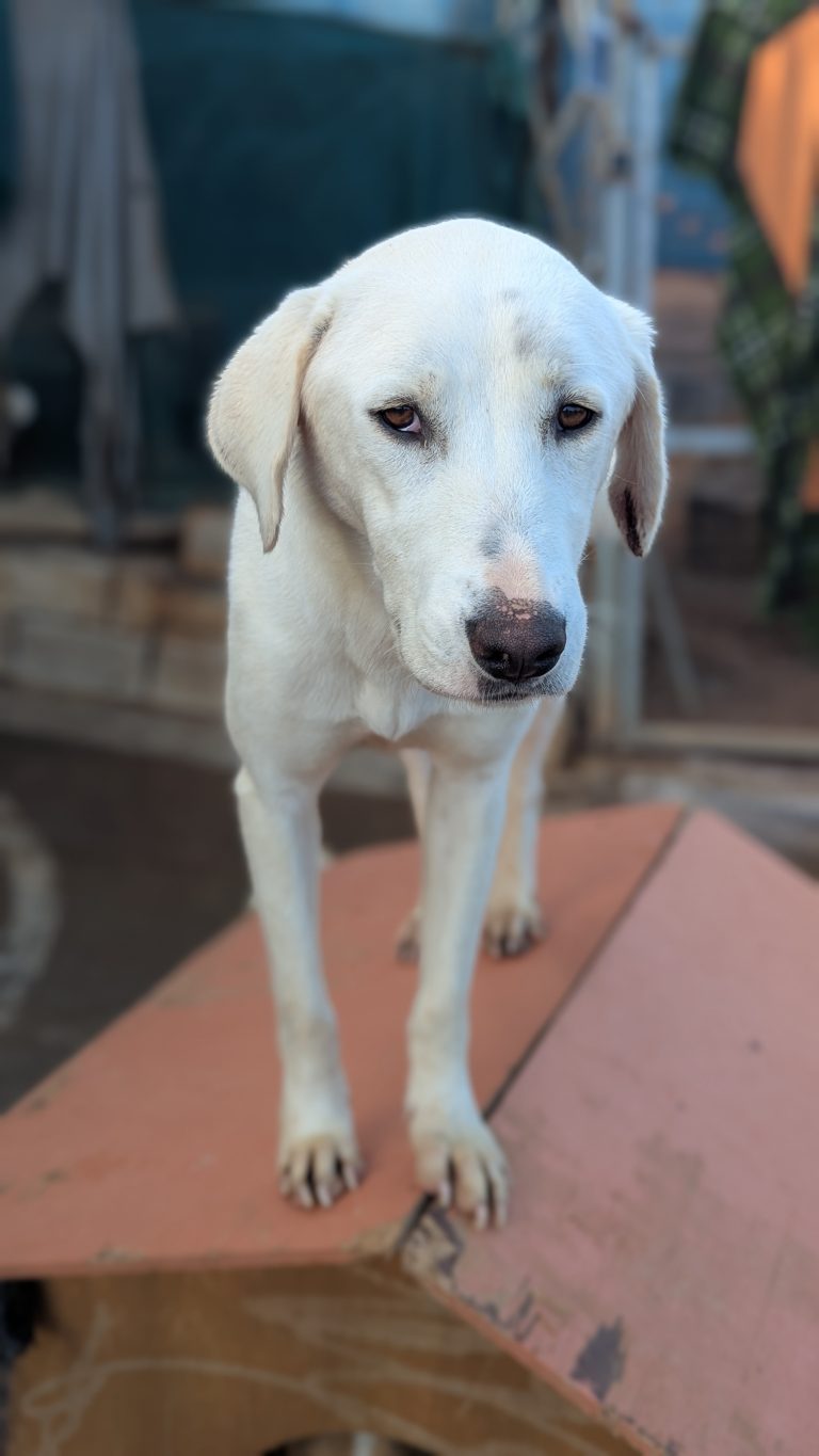 Noodles - Vermittlungshund