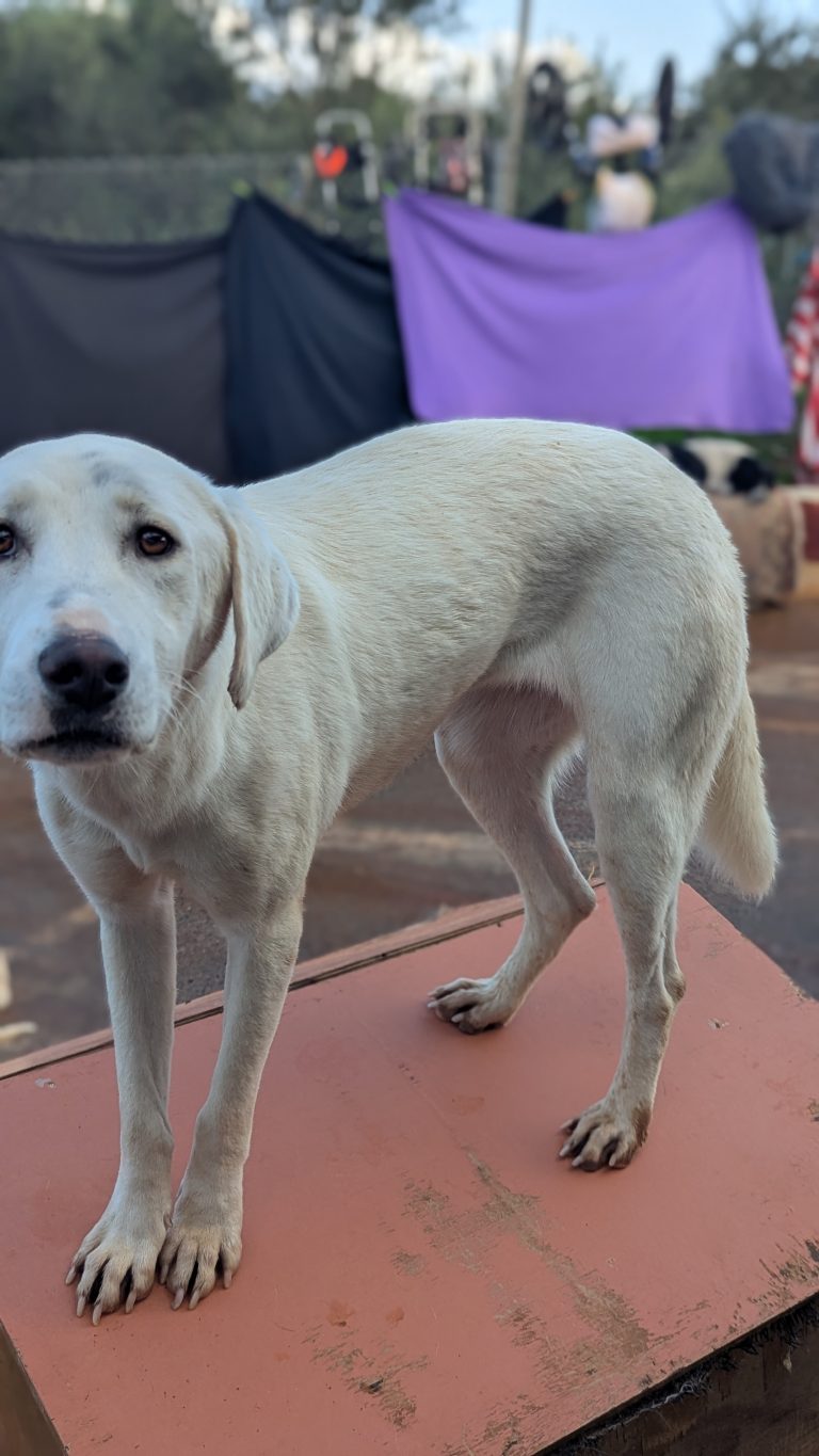 Noodles - Vermittlungshund