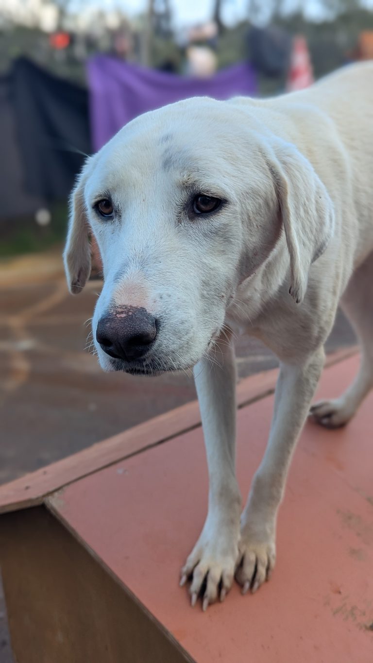 Noodles - Vermittlungshund