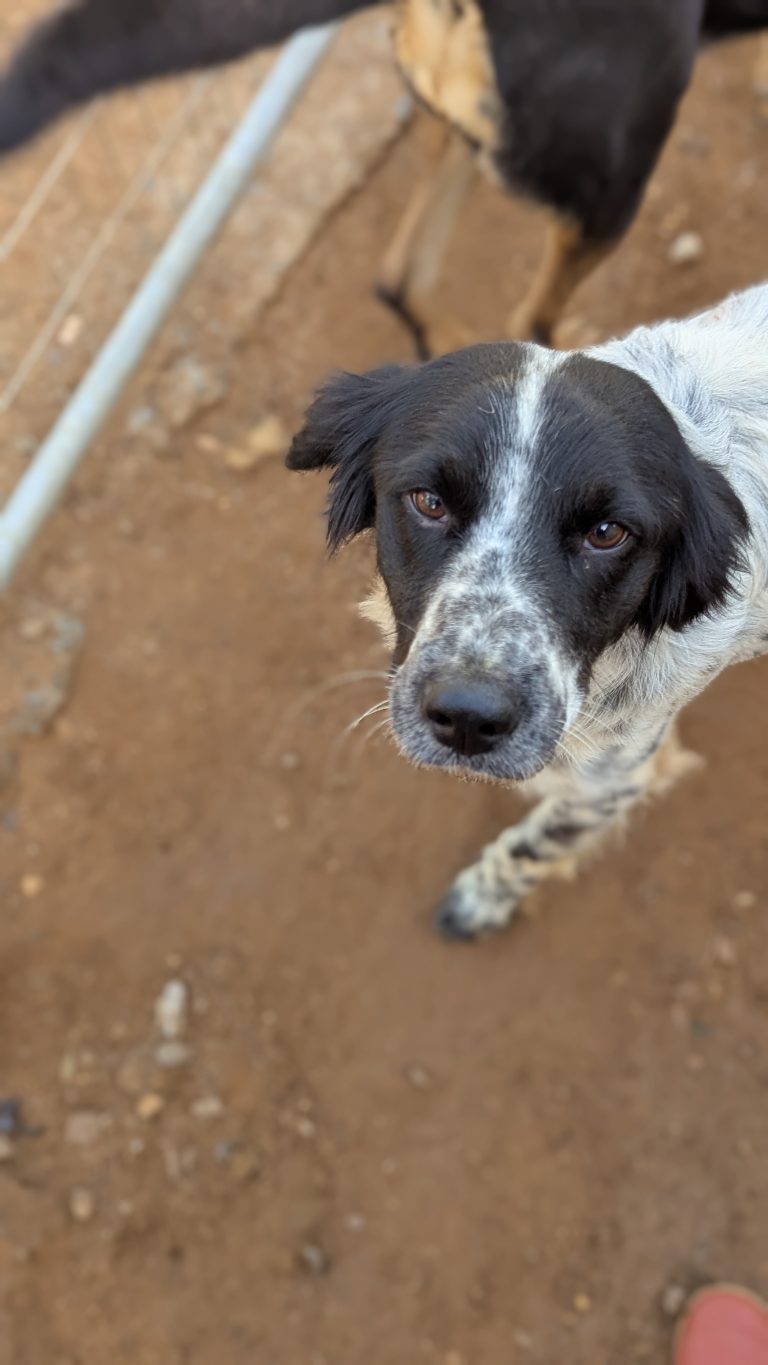 Dex - Vermittlungshund