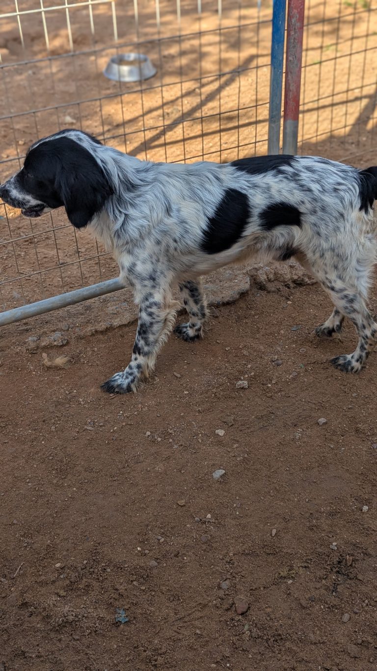 Dex - Vermittlungshund