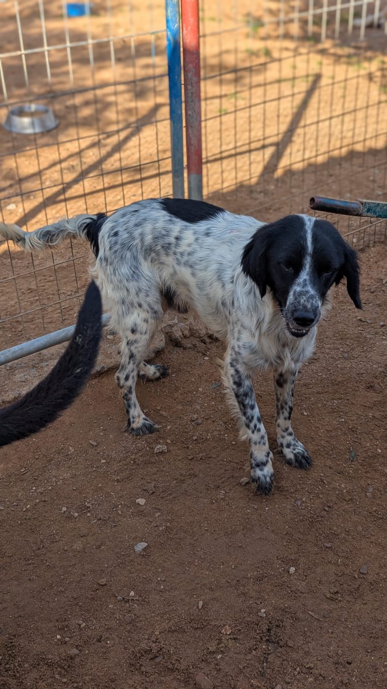 Dex - Vermittlungshund