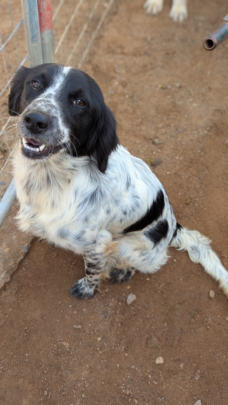 Dex - Vermittlungshund