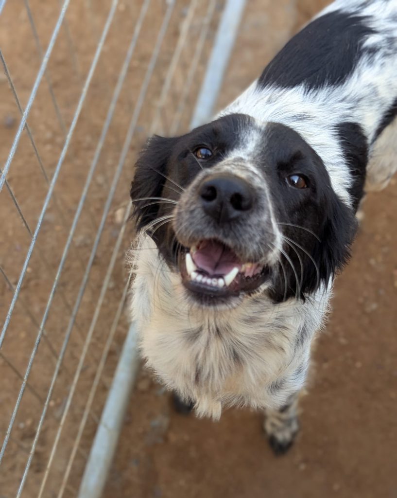 Dex - Vermittlungshund