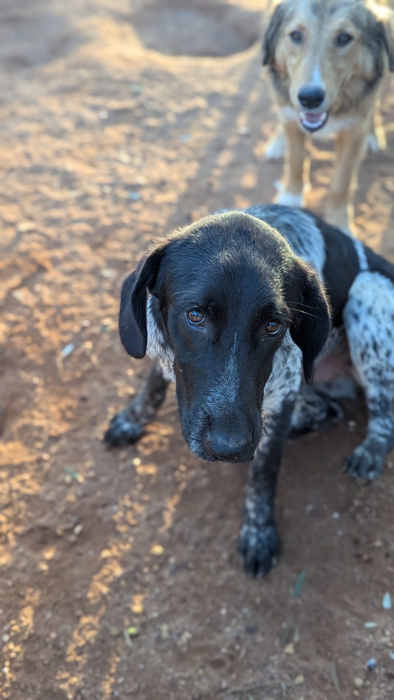 Boy Boy - Vermittlungshunde