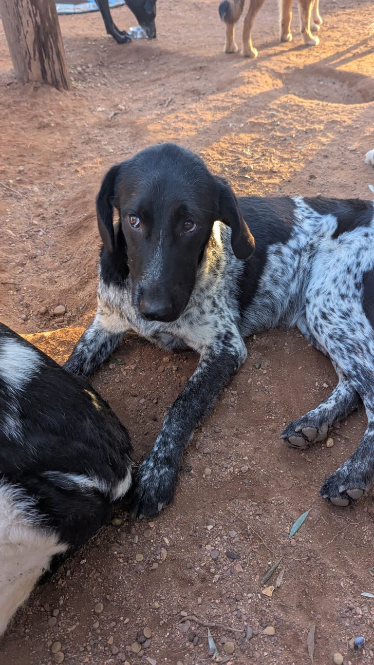 Boy Boy - Vermittlungshunde