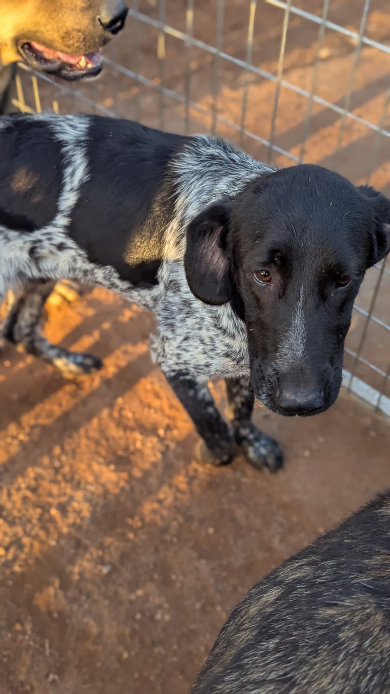 Boy Boy - Vermittlungshunde