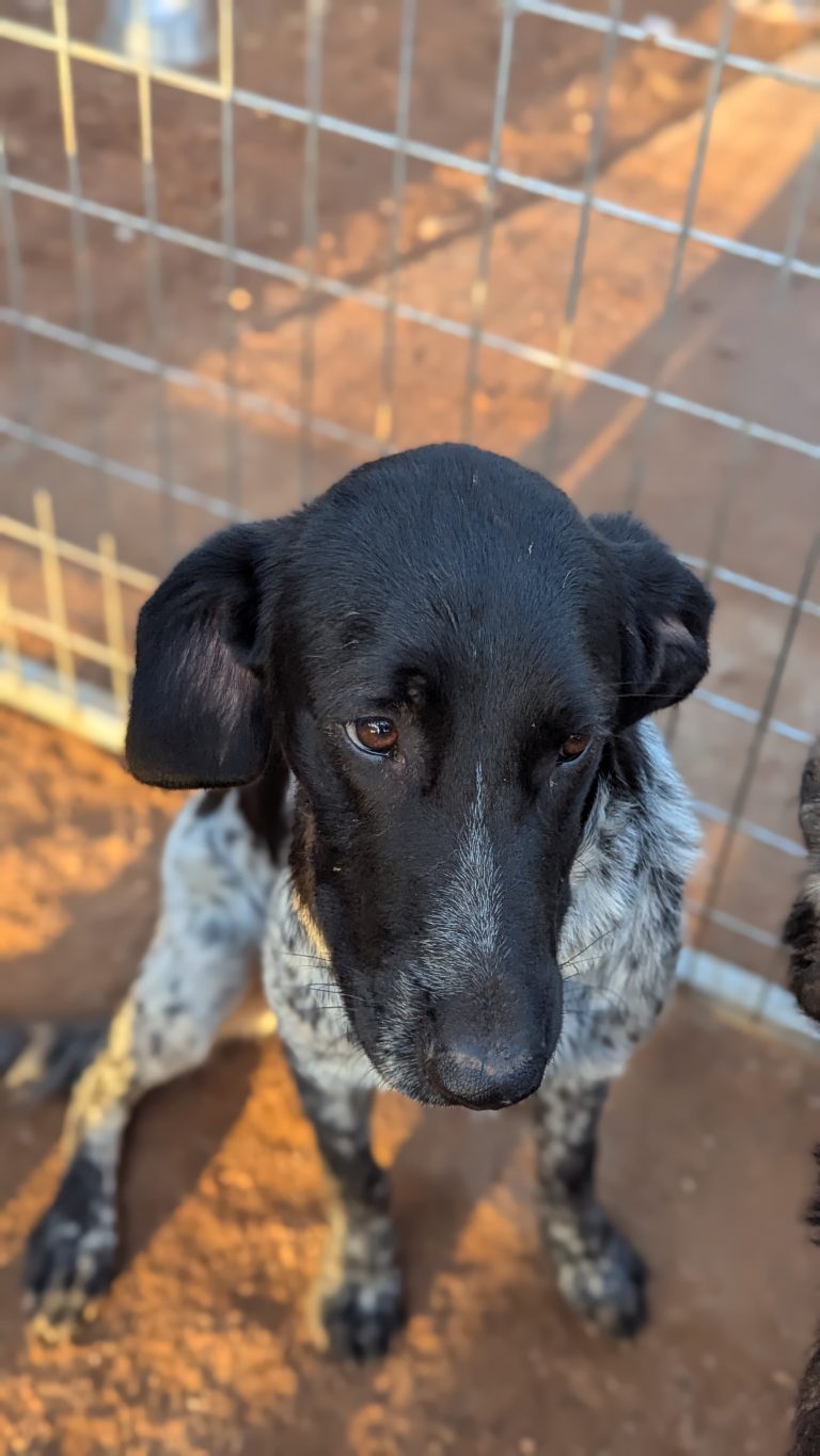 Boy Boy - Vermittlungshunde