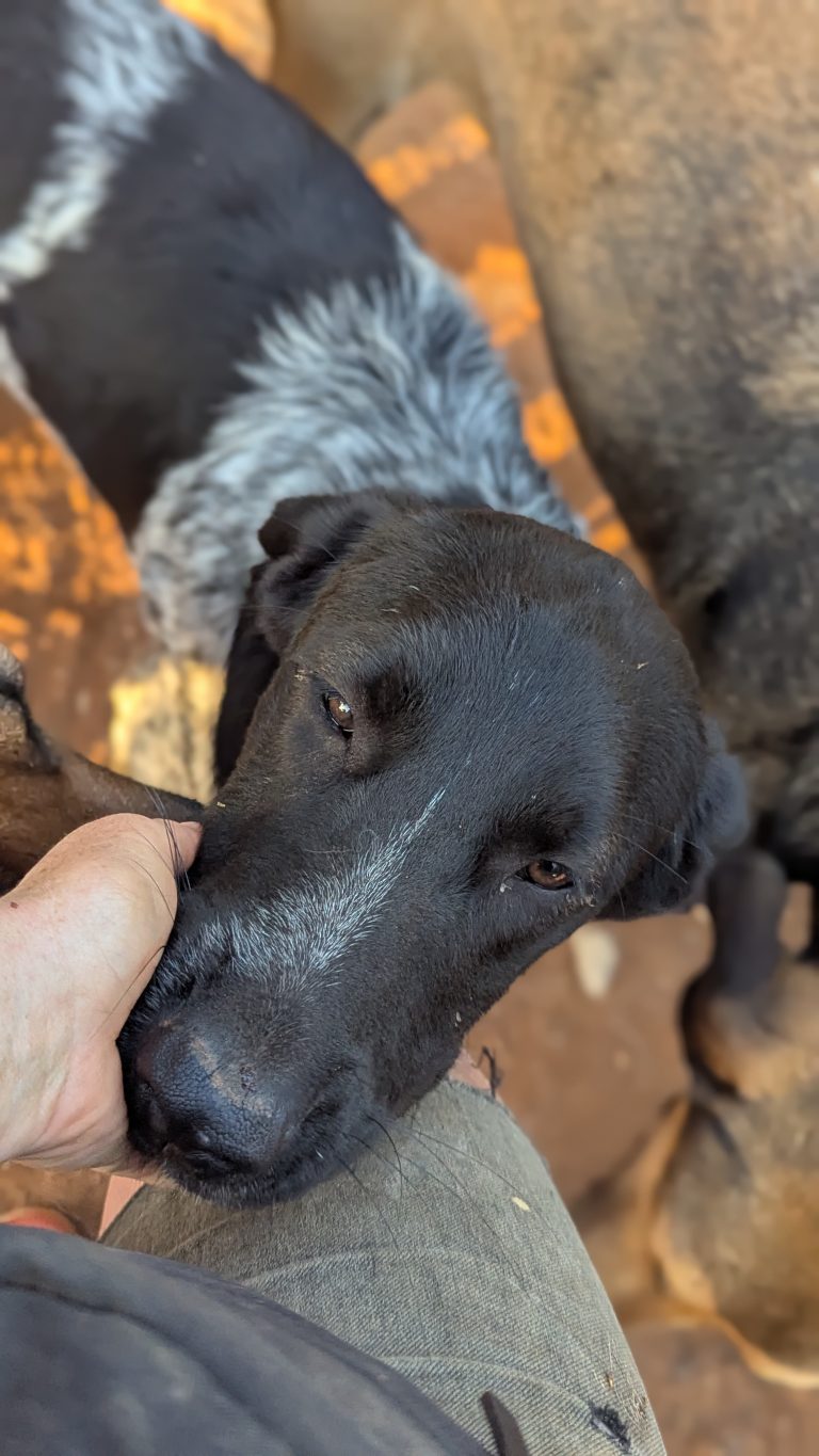 Boy Boy - Vermittlungshunde