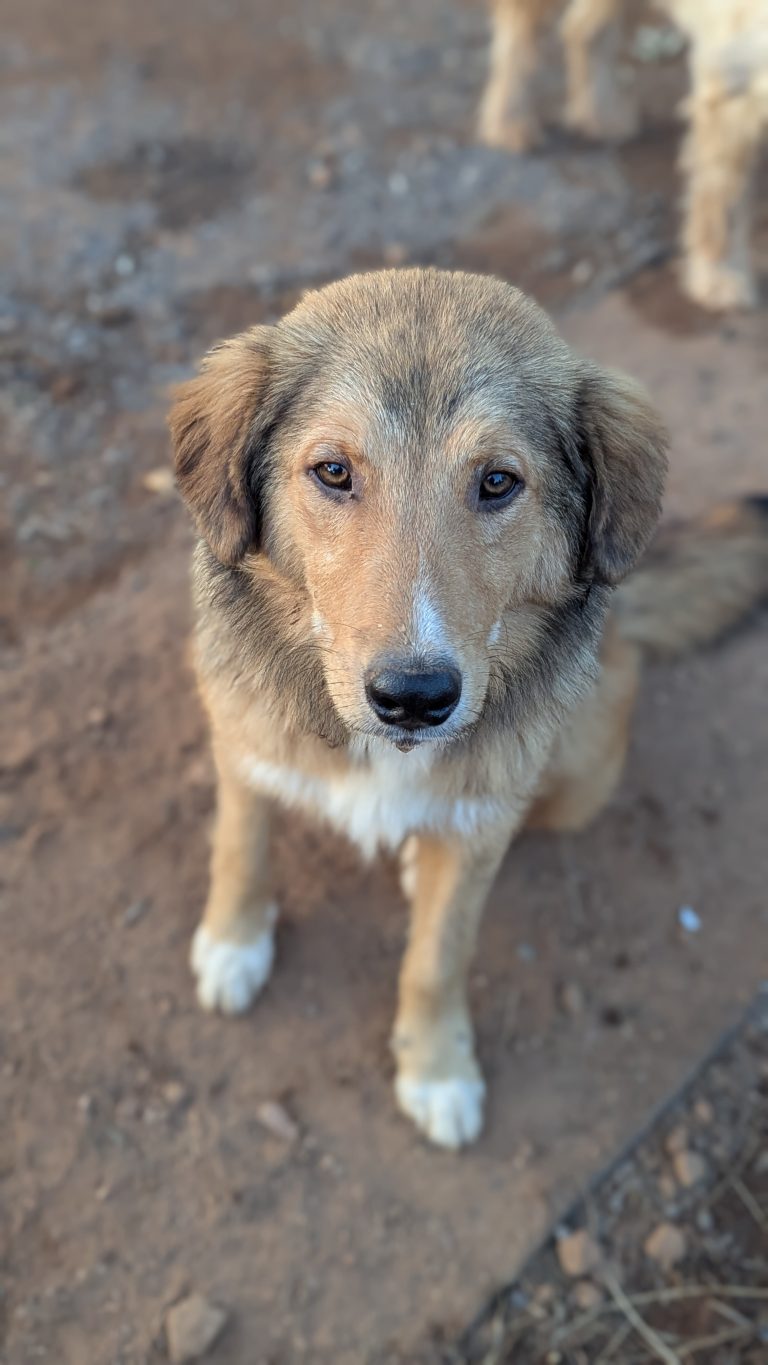 Kanello - Vermittlungshund