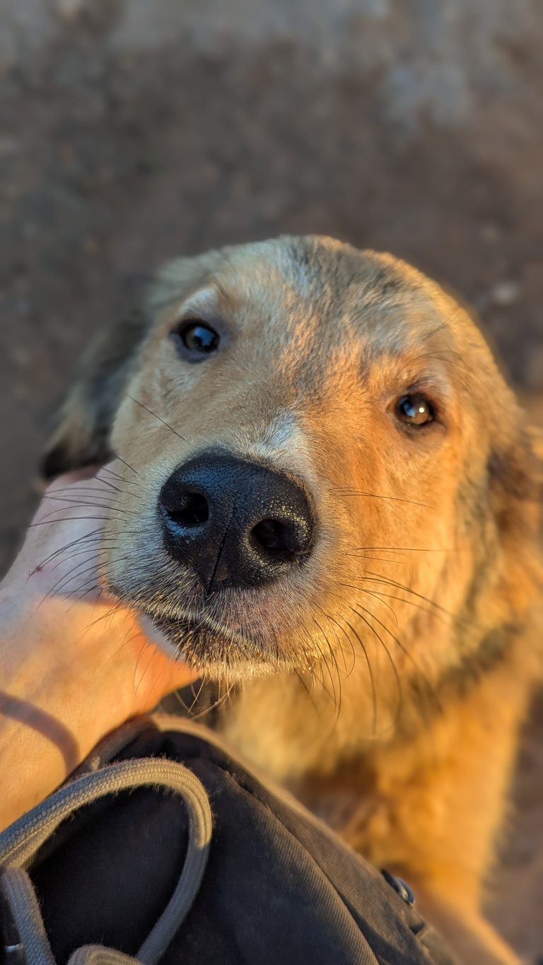 Kanello - Vermittlungshund