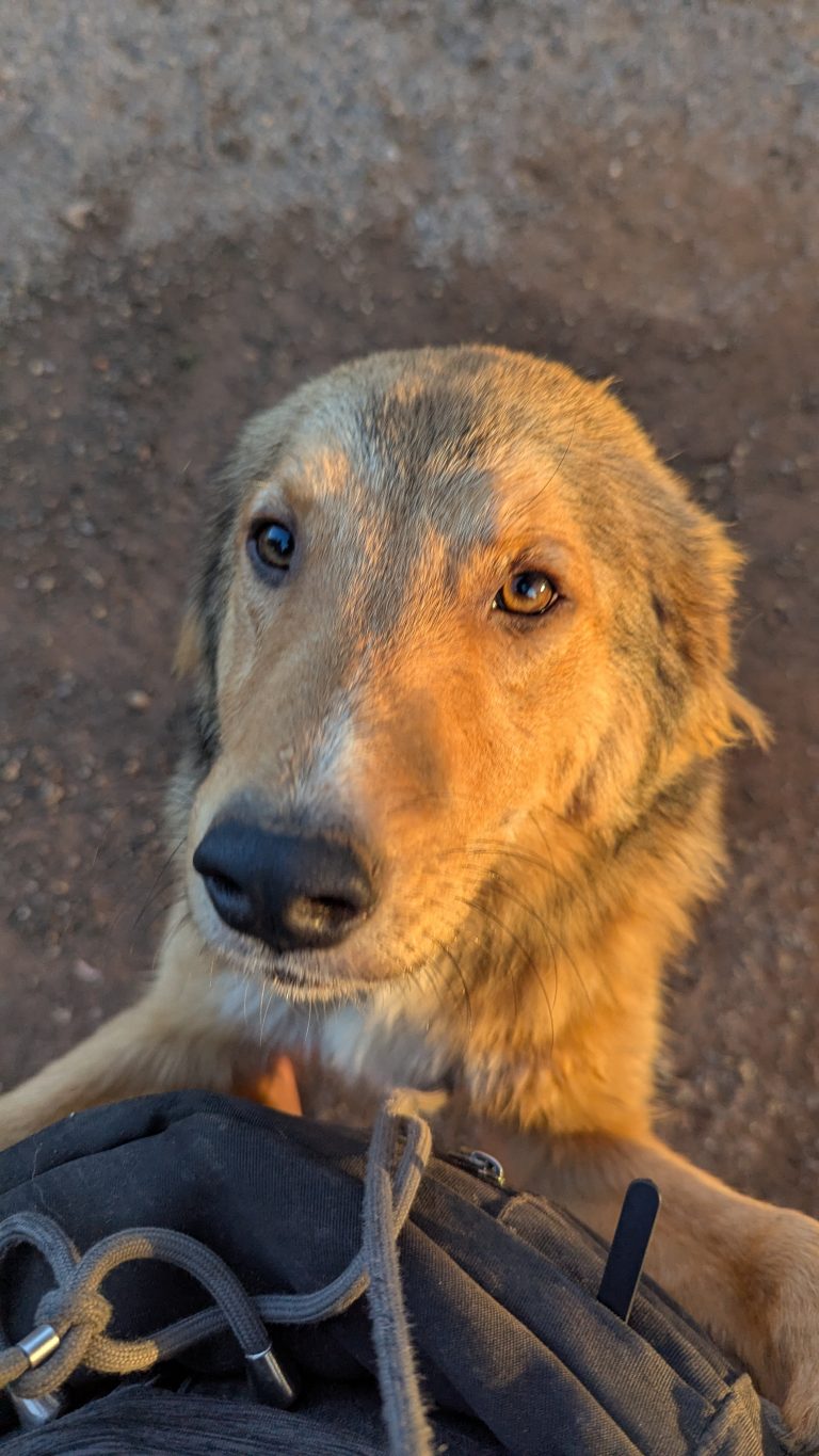 Kanello - Vermittlungshund