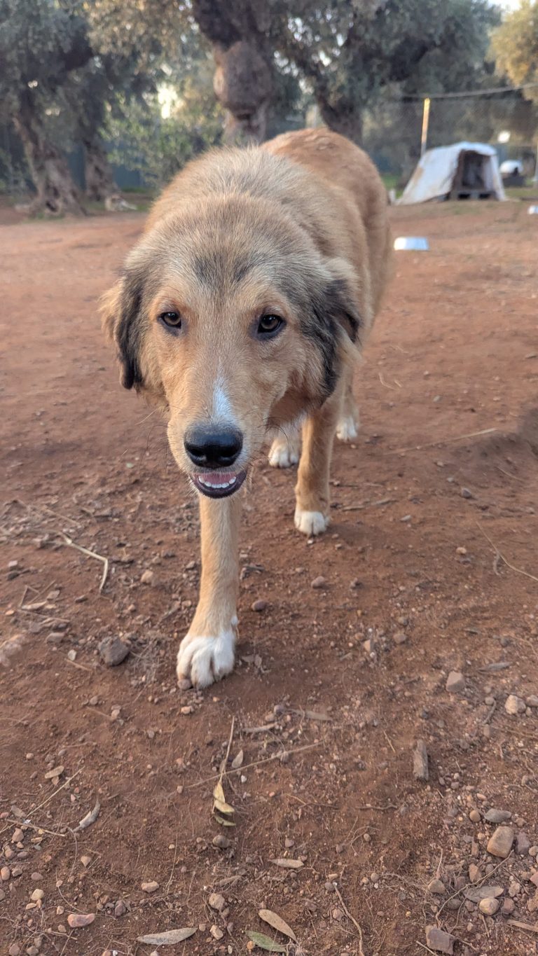 Kanello - Vermittlungshund