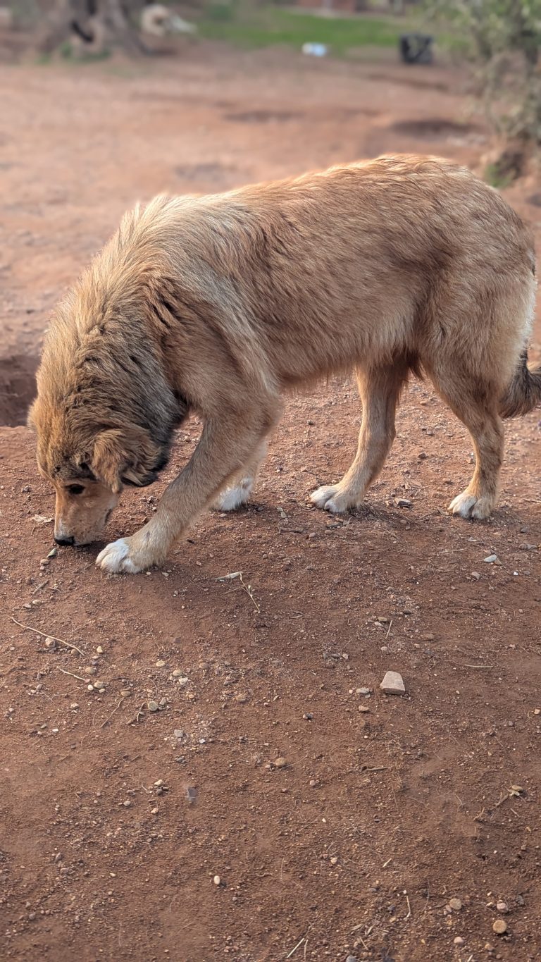 Kanello - Vermittlungshund