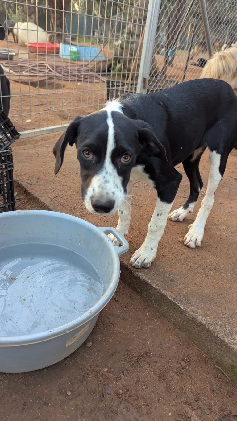 Hannah - Vermittlungshund