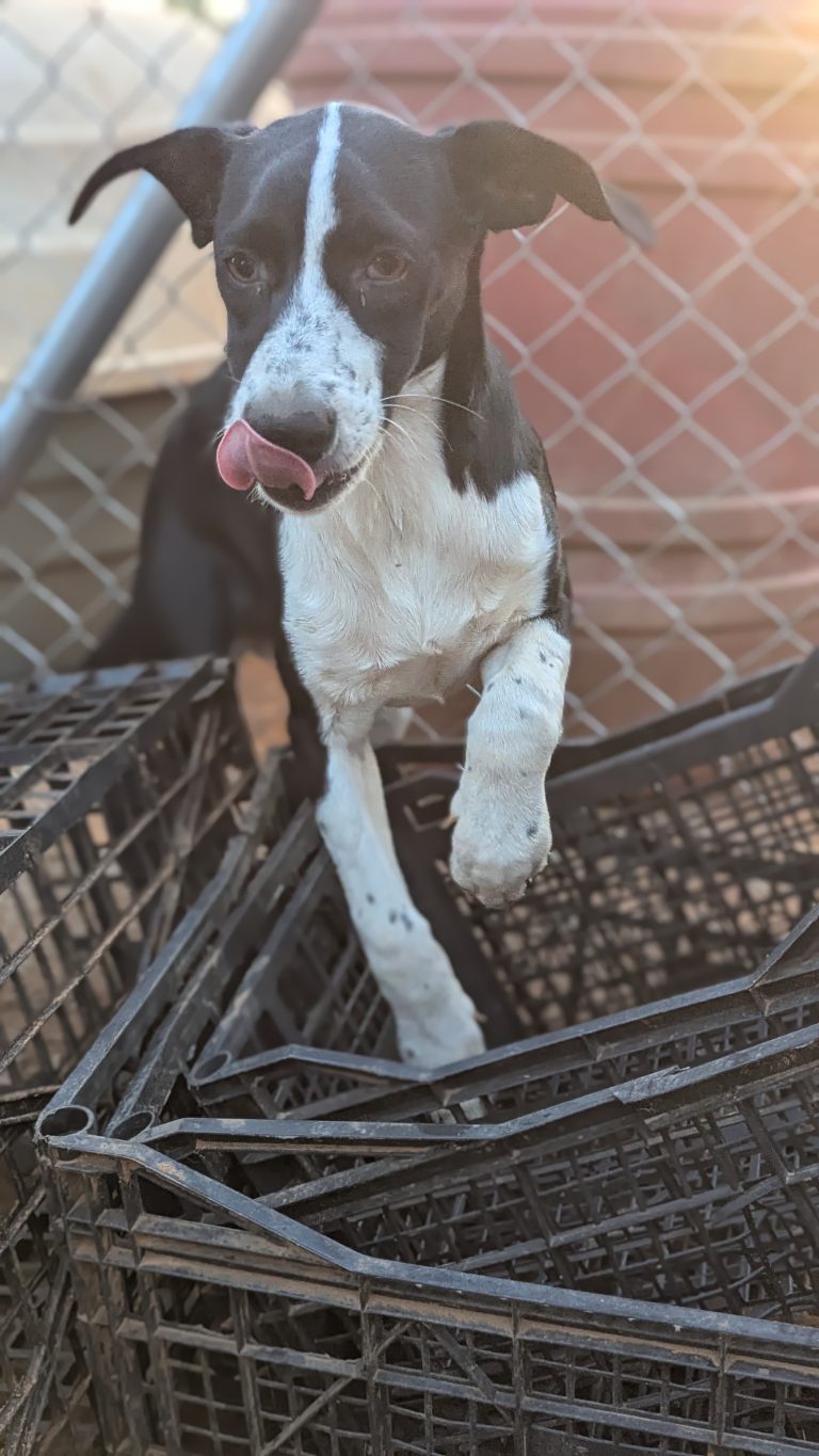 Hannah - Vermittlungshund