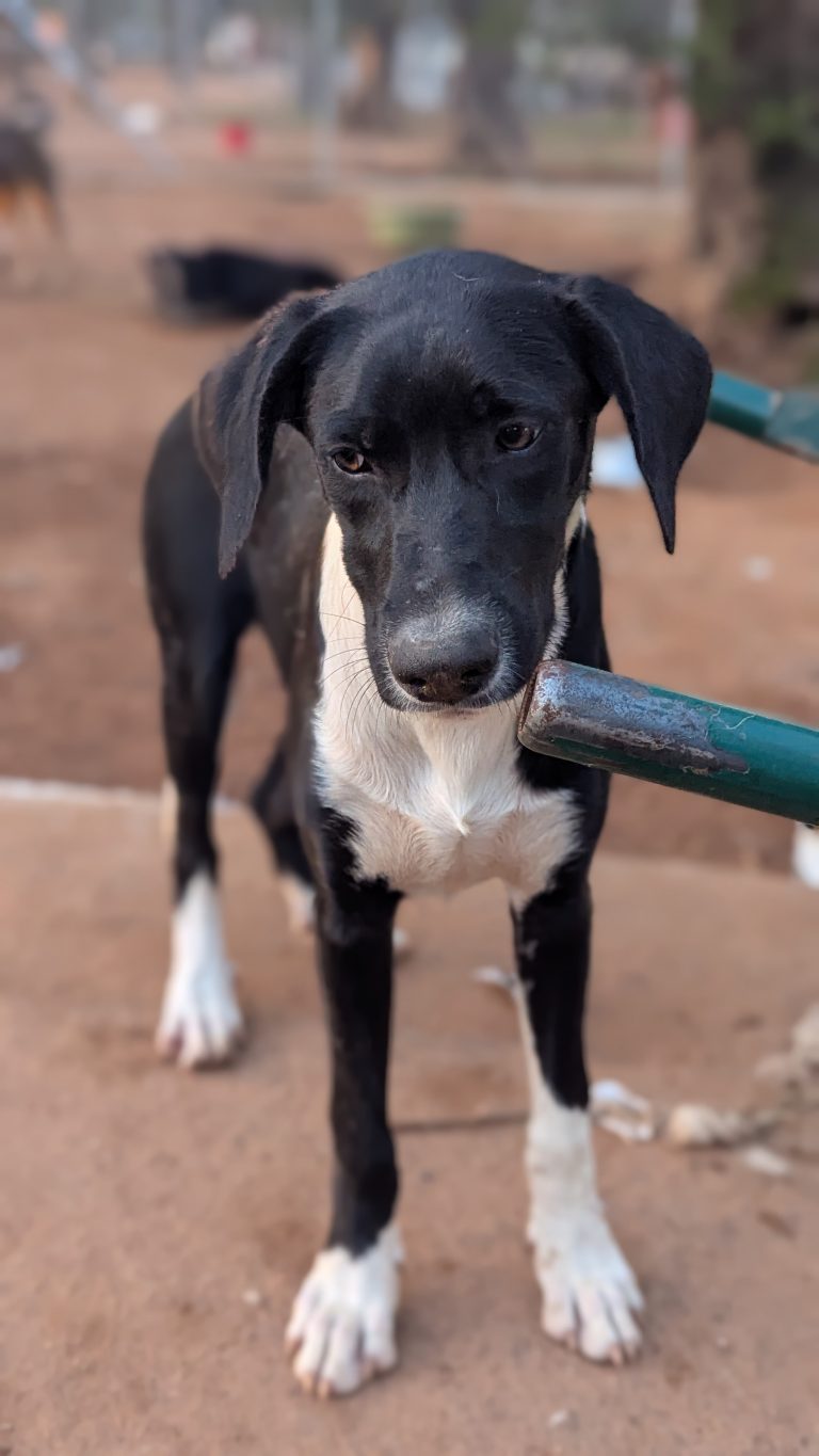 Harry - Vermittlungshund