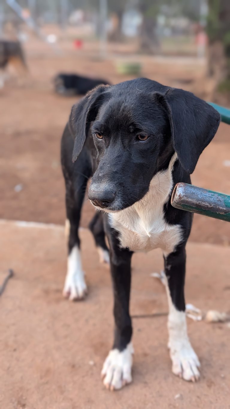 Harry - Vermittlungshund