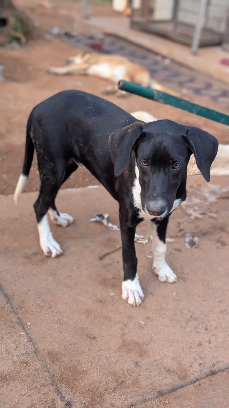 Harry - Vermittlungshund