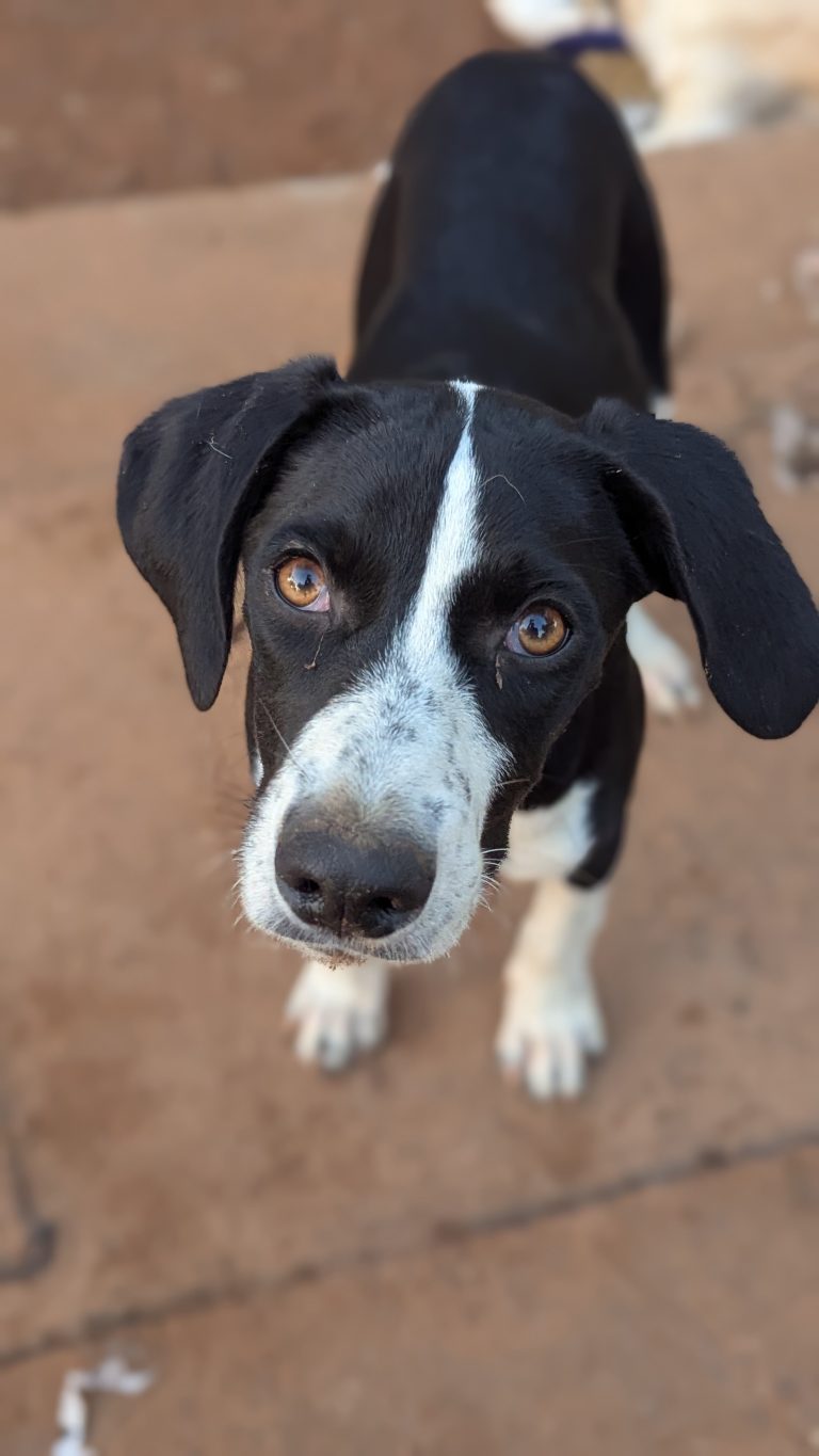 Hannah - Vermittlungshund