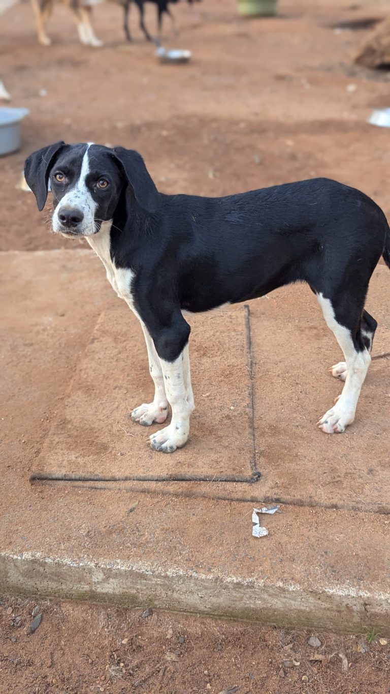 Hannah - Vermittlungshund