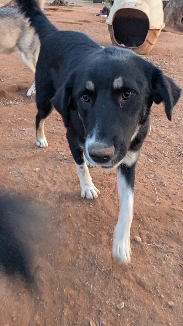 Tina - Vermittlungshund