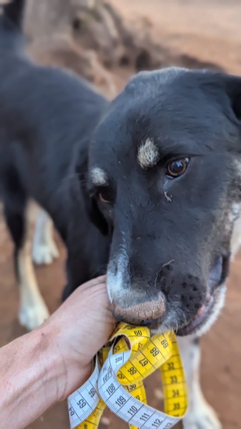 Tina - Vermittlungshund