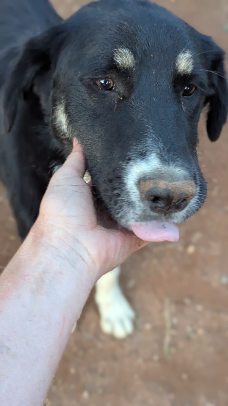 Tina - Vermittlungshund