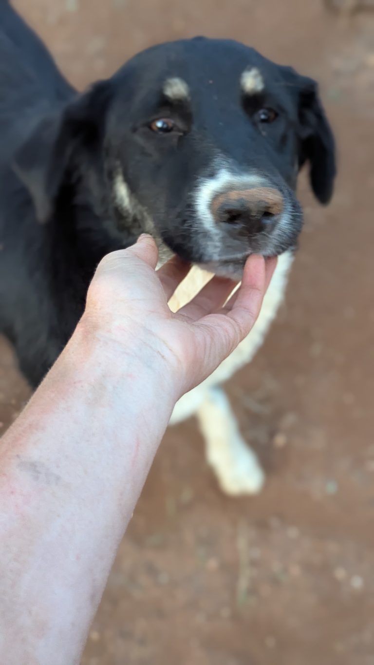 Tina - Vermittlungshund