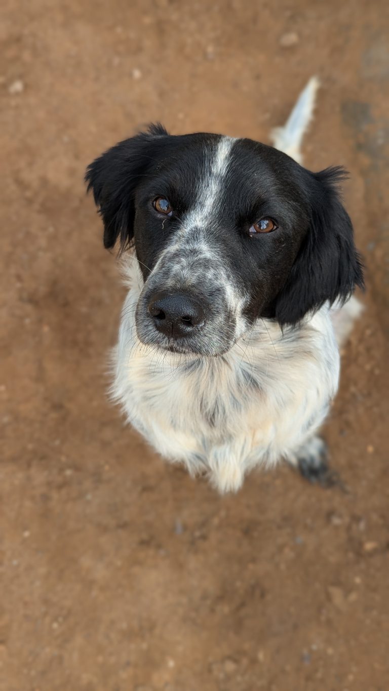 Dex - Vermittlungshund