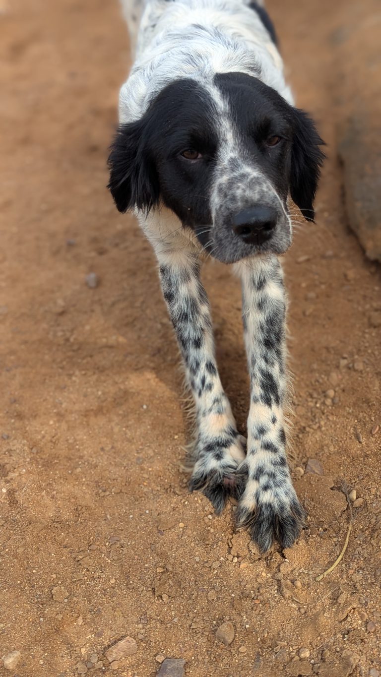 Dex - Vermittlungshund