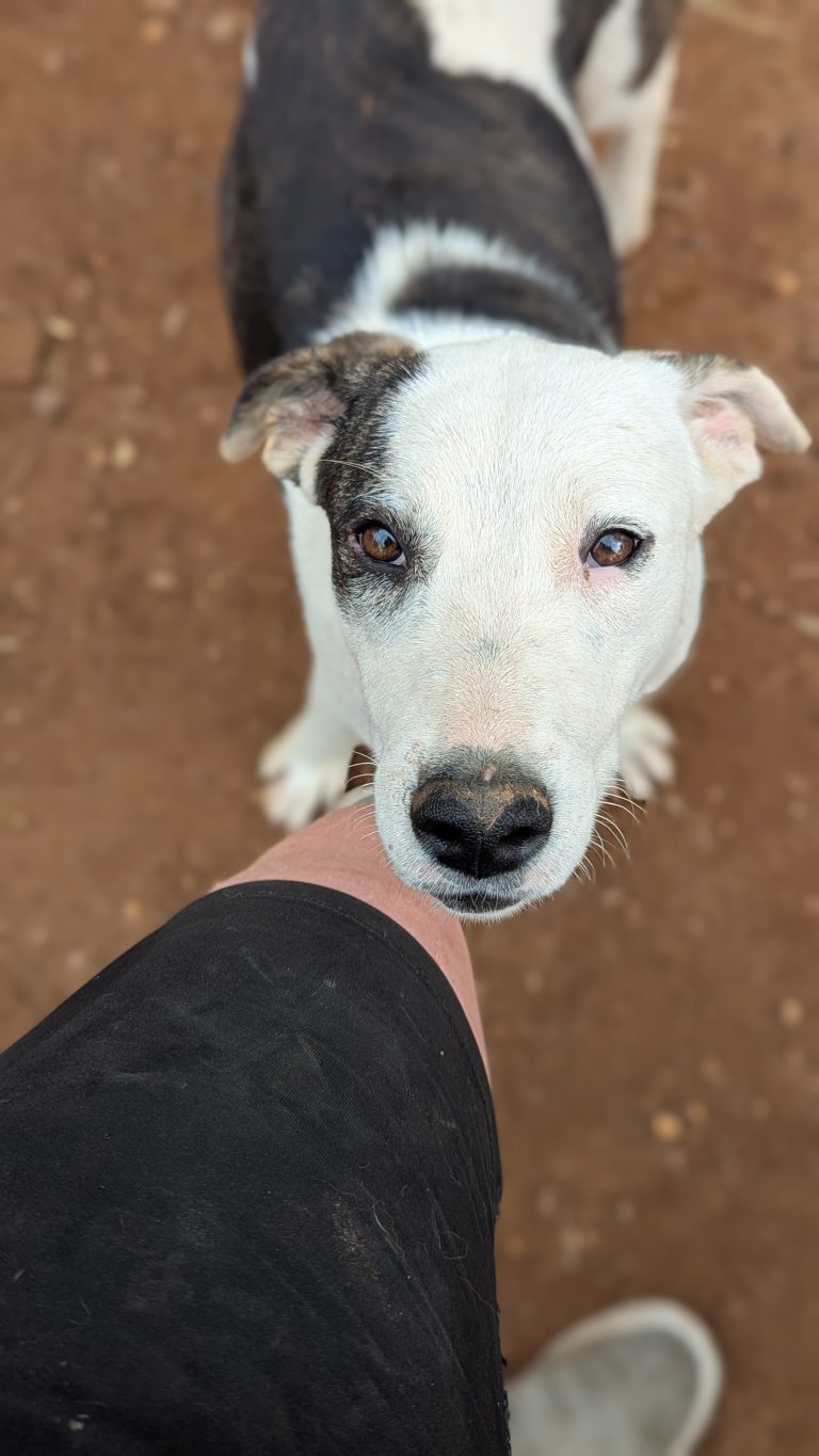 Piratina - Vermittlungshund