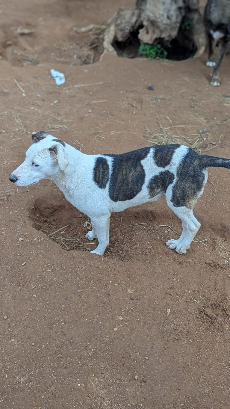 Piratina - Vermittlungshund