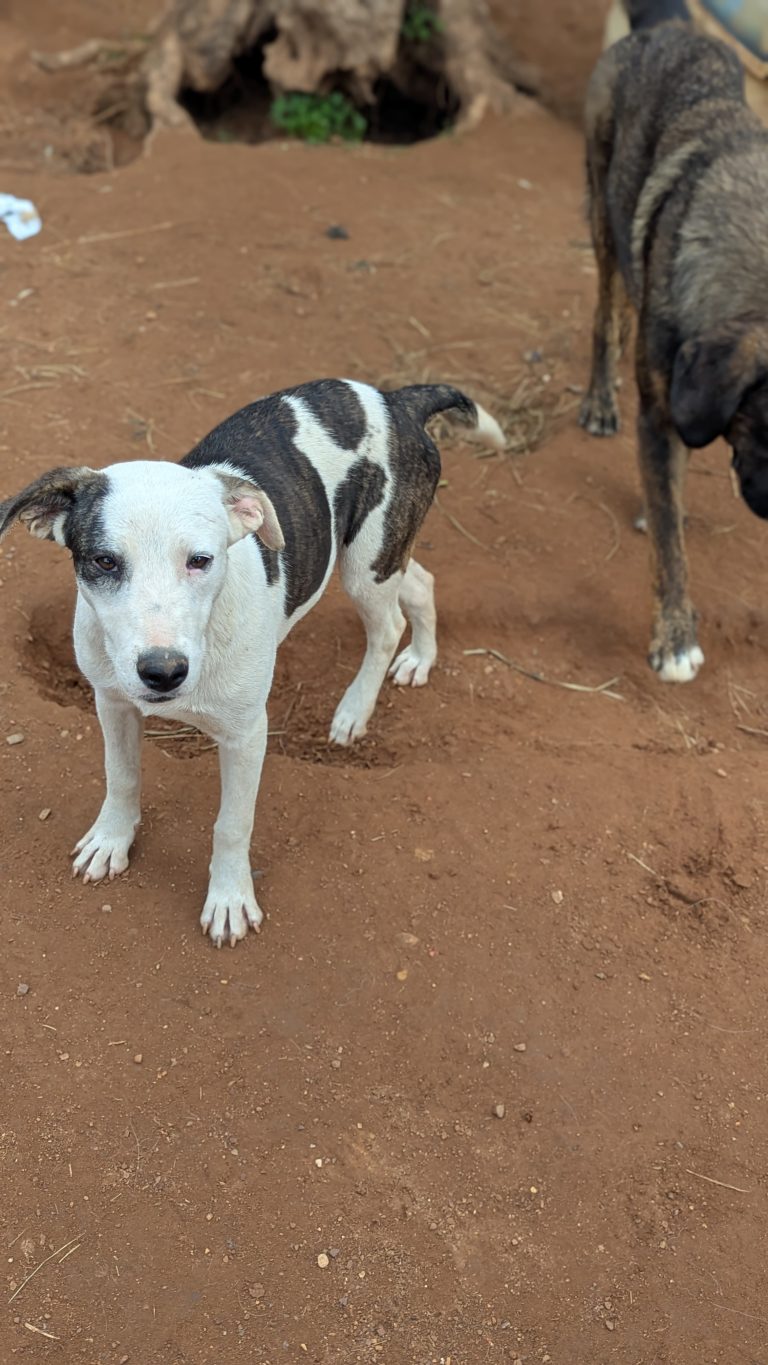 Piratina - Vermittlungshund