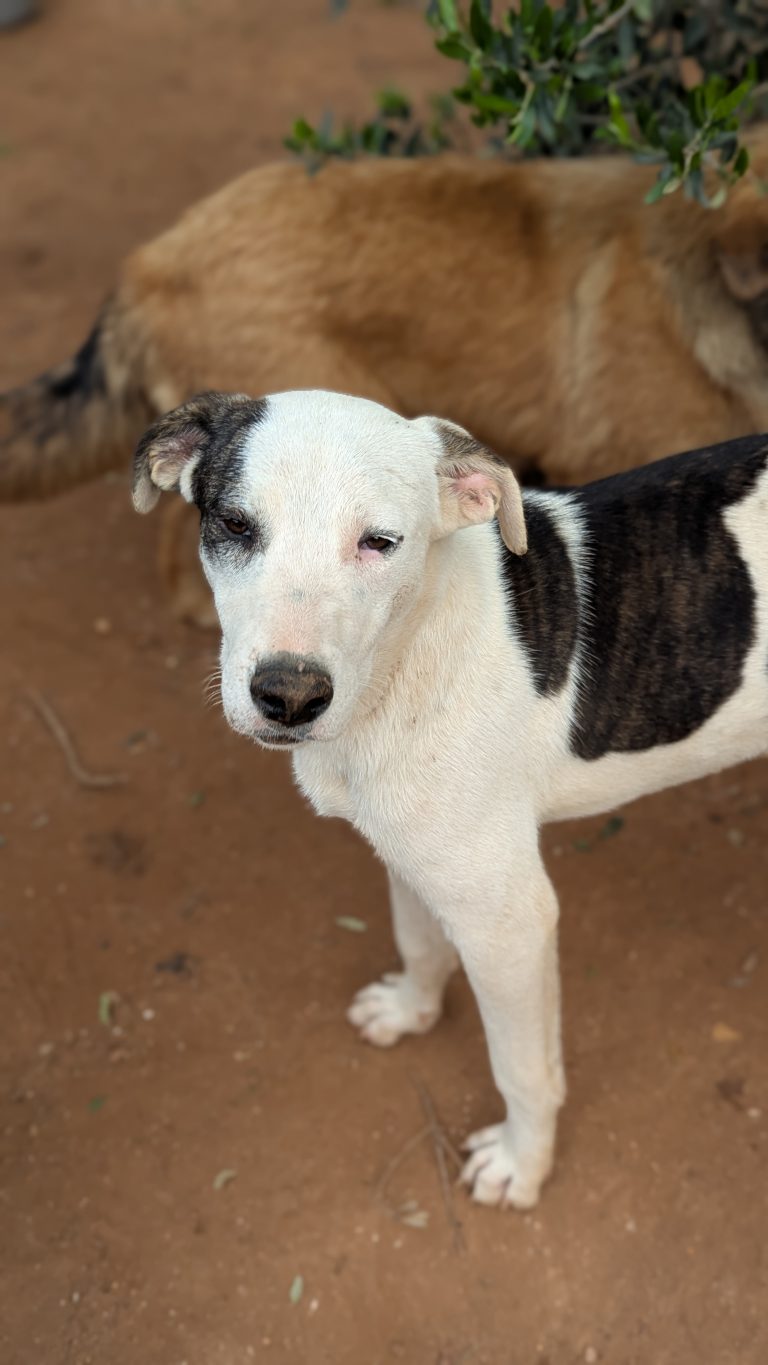 Piratina - Vermittlungshund