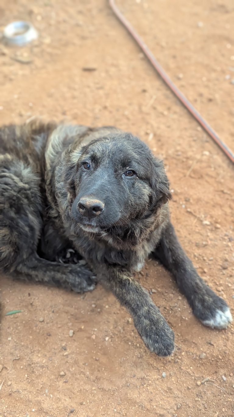 Oscar - Vermittlungshund